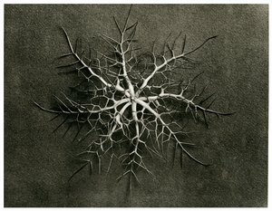 Nigella Damascena。 1929年（照相凹版）